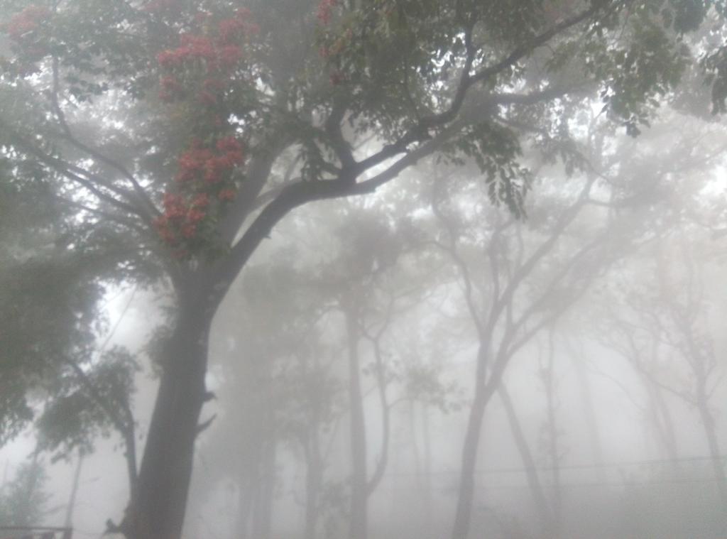 Wild Window - Forest View Homestay เทกคาดี ภายนอก รูปภาพ